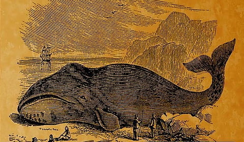 اقرأ قصة الحوت الذي خرج قبل 89 عاماً على أهالي الوجه.. طوله 20 متراً وفمه أكبر من الباب