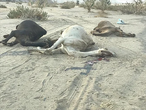 بالصور.. نفوق 3 إبل في "يدمة نجران" بسبب الأعلاف