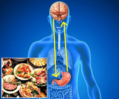 دراسة: رسالة الـ 20 دقيقة من المعدة إلى المخ تنقذك من البدانة.. تعرف عليها