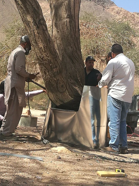 إنقاذ أشجار سيال معمرة أحرق مجهولون جذوعها في المدينة
