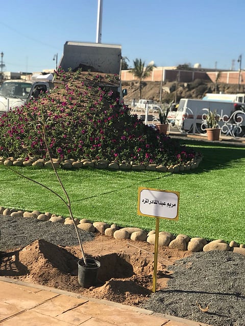 شاهد.. شتلات عطرية بأسماء الشهداء ومنسوبي التعليم المتوفين بضباء