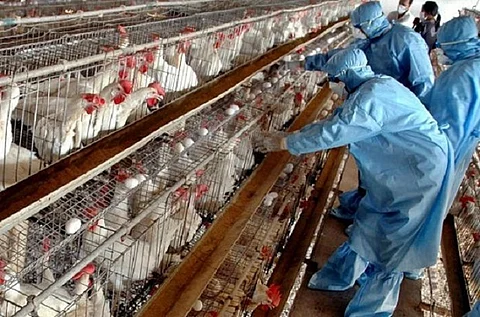 لا إصابات بإنفلونزا الطيور بالمملكة في الـ 24 ساعة الماضية