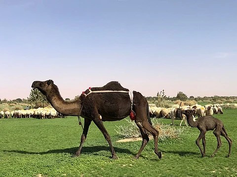 شاهد.. روضة خريم تكتسي بالخضرة.. والرعي الجائر يهدد الغطاء النباتي