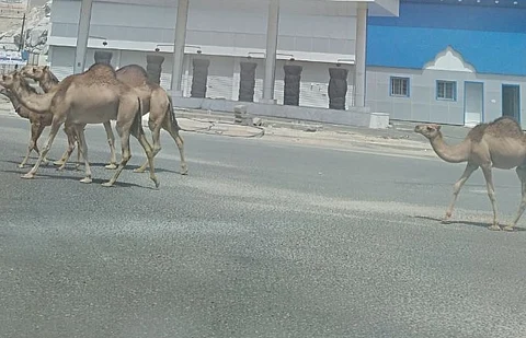 بلا رقيب أو حسيب.. شاهد: مواطن يوثّق "إبلاً سائبة تجوب شوارع مكة"