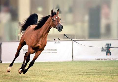 بدء التسجيل في بطولة القصيم لجمال الخيل العربية الأصيلة