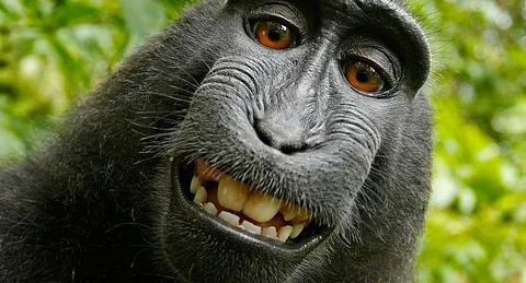 بالفيديو.. صورة "السائح والقرد" تشعل المواقع وتصل للمحاكم الأمريكية