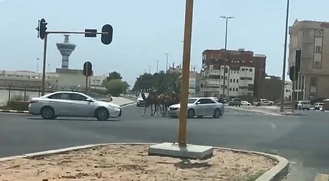 شاهد.. إبل سائبة تتجول وسط ينبع ومطالب بتشكيل لجنة للوقوف على الظاهرة