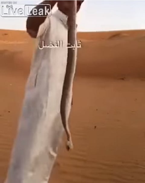 شاب يعرض أغرب وأسرع طريقة لقتل الثعابين
