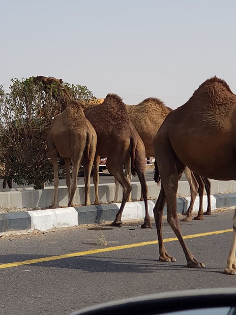 شاهد.. "قطيع إبل" يرتع وسط الطريق الدولي بعسير