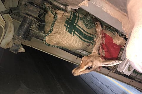 شاهد من عبّارة فرسان.. ضبط مواطن حاول تهريب غزلان "الآدمي".. هنا أخفاها