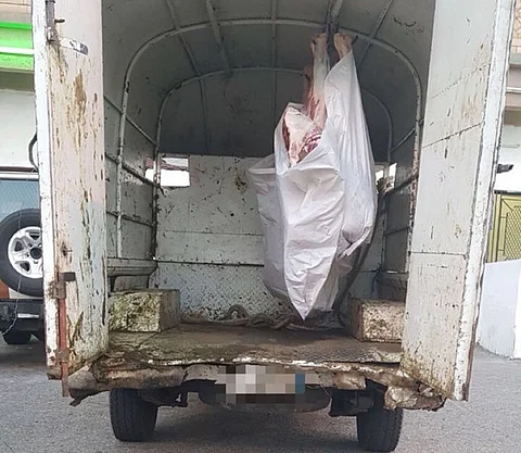 عقوبات رادعة على محل جزارة خالفَ شروط نقل وتخزين اللحوم جنوب الطائف