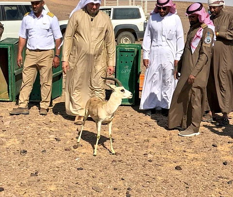 "الحياة الفطرية" تطلق 40 ظبي ريم و50 طائر حبارى بمحمية "الخنفة" بتيماء
