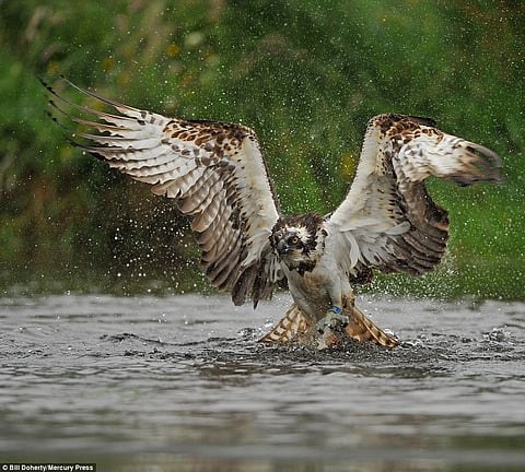 شاهد.. مخلب نسر في عين سمكة ولقطة صيد رائعة يتمناها كل مصور