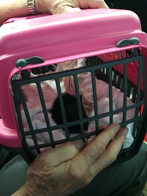 بتذكرة خاصة .. "زمزم" الأليفة تغادر إلى كندا برفقة حاج بروفيسور وزوجته .. تعرف على قصتها