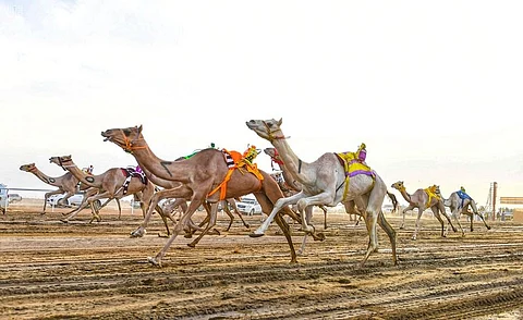 سباق المفاريد للهجن العربية الأصيلة بمضمار الصويدرة.. ينطلق غداً