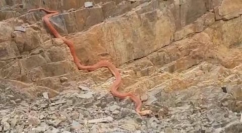 "سبق" تكشف حقيقة مقطع ثعبان عسير الضخم