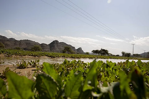 شاهد.. قرى جنوب المدينة تكتسي بحلة خضراء تجذب المتنزهين