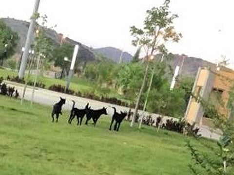 بالصور.. الكلاب والقرود تتجول في أحياء ومنتزهات الطائف.. و"السكان": أين الحلول؟