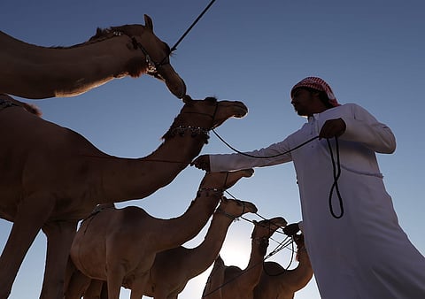 مهرجان الظفرة يعانق الأصالة والتراث الإماراتي العريق