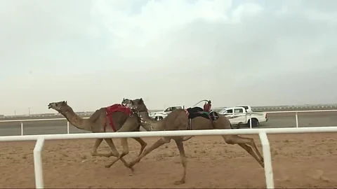 تعرَّف على أسرار "تضمير الهجن".. "الركض سهم خفي" و"الجدرة" أخطر الأمراض