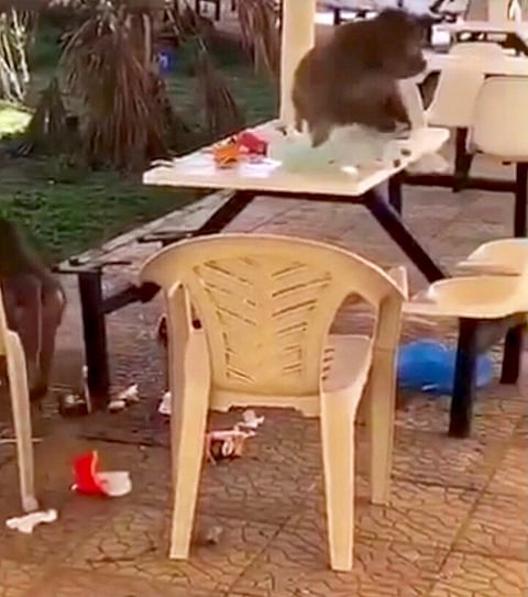 بالفيديو .. هجوم مرعب لقردة جائعة على طالبات جامعة بيشة ببلقرن