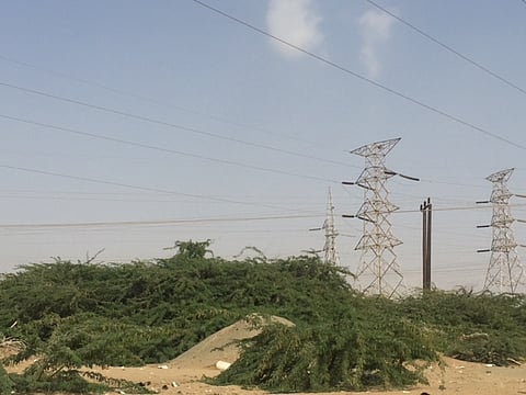 شاهد.. انتشار شجرة "المسكيت" يسبب الجفاف.. ومَطالب بالقضاء عليها