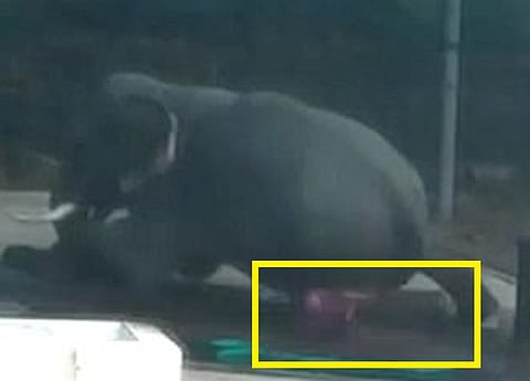 فيديو الموت .. ضربه بالسوط بشدة فقتله ببشاعة