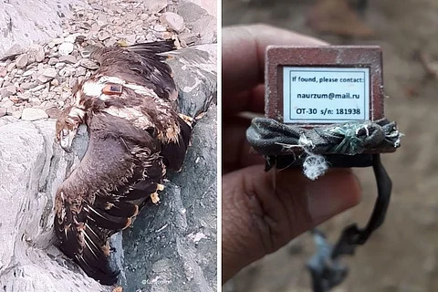 العثور على نسر ميت في السعودية على ظهره جهاز "تتبع".. هنا الحقيقة