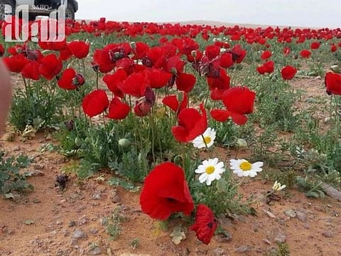 مهرجان الديدحان بالجوف الخميس.. و"الصحة": النبتة علاج لنزلات البرد
