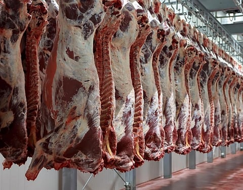 السعودية ترسل 25 ألف ذبيحة من لحوم الهدي والأضاحي لقطاع غزة