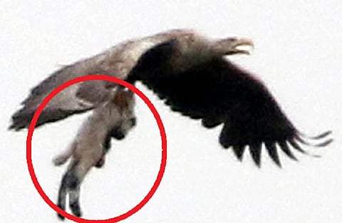 العقاب الصياد .. صورة أثارت الرعب في اسكتلندا