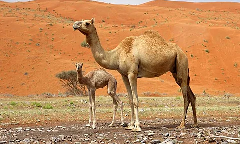 شخصيات قرآنية.. قصة قوم ثمود وناقة صالح .. استعجلوا العذاب فكانت الآية الكبرى