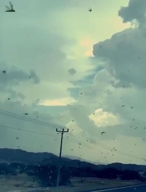 فيديو .. "الجراد" يدهم مركز بحر أبو سكينة بعسير والأهالي يطالبون بالتدخل