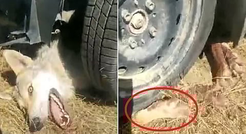 فيديو رصاصة في الرأس .. تعذيب وحشي لذئب قبل قتله