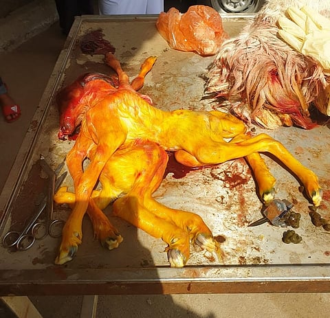 في حالة نادرة.. جدة تشهد ولادة "جنين ضأن" بجسمين ورأس واحد و3 آذان