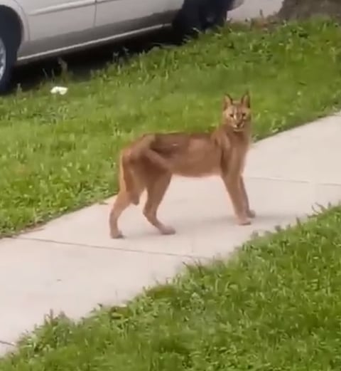 بالفيديو.. أمريكي شاهد "وشقًا ضخمًا": "ما هذا المخلوق؟