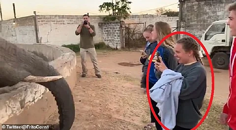 فيديو صادم.. شاهد ما فعله فيل بفتاة حاولت التقاط صورة له