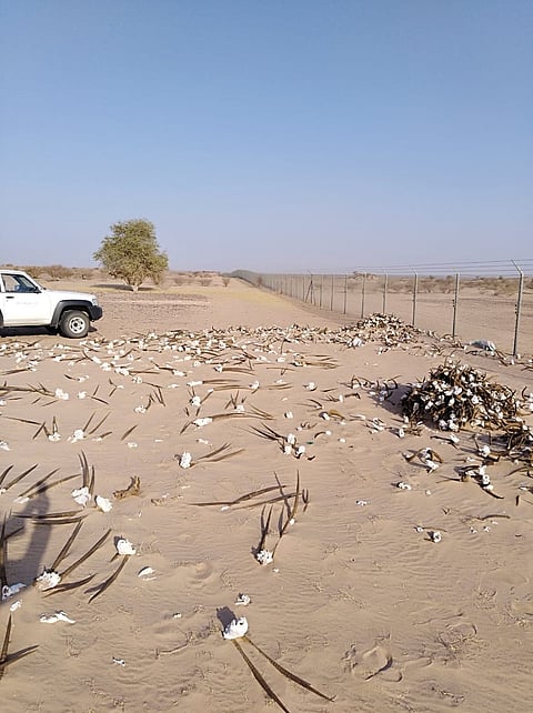 "الحياة الفطرية" توضح: لهذا السبب جمعنا جماجم ظباء الريم والمها