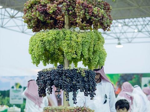 بالصور .. انطلاق مهرجان العنب بالقصيم والأصناف تلفت الزوار