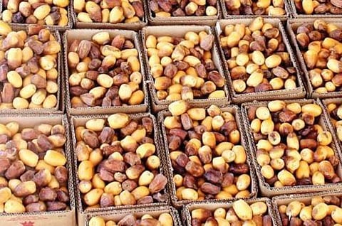 "عاصمة التمور" تغرد بــ800 شاب سعودي و45 صنفاً مختلفاً أمام العالم