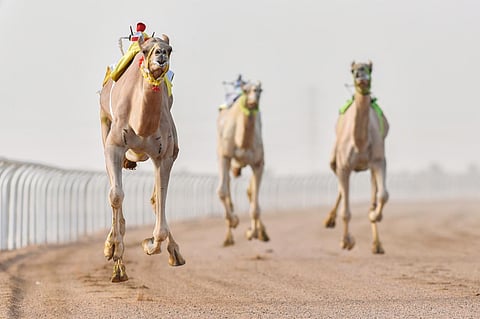 الطائف.. انطلاق الأشواط الدولية والإنتاج والسودانية بمهرجان ولي العهد