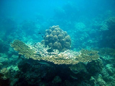 بالصور.. جزر الأحلام السعودية يكشفها قرار رسمي.. هنا تفاصيل لأول مرة