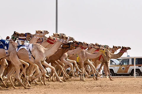 "شقا" تحسم الشوط الأول الرئيسي في مهرجان ولي العهد للهجن