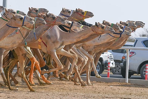 مهرجان ولي العهد.. "قبول" تحسم الشوط الأول الرئيسي لسن الثنايا