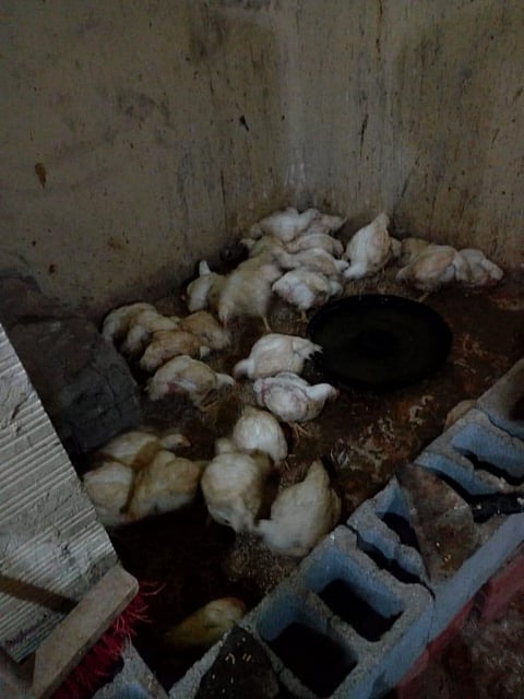 جدة.. "بلدية الشرفية" تضبط منزلًا شعبيًّا يُعِد الوجبات لأحد المطاعم