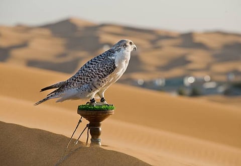 ماذا تعرف عن مراحل تربية الصقور؟ .. صداقة مع الإنسان