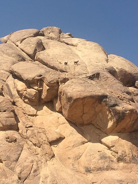 في أجواء خطرة .. "مدني السليمي" يُنقذ قطيع ماشية عَلِقَ أياماً بجبال فرافرة