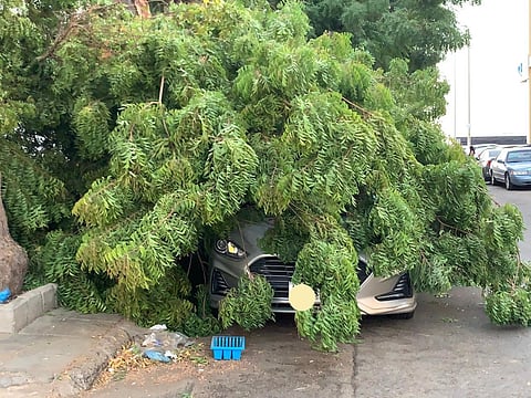 بالصورة.. شجرة كبيرة تسقط على سيارة مواطن بسامر جدة