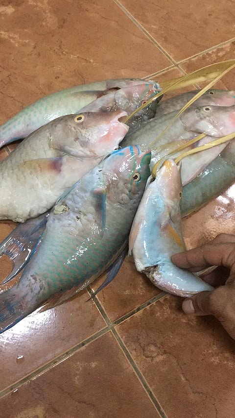 حجز وإتلاف وغرامات.. جولات رقابية في ينبع تضبط أغذية غير آمنة