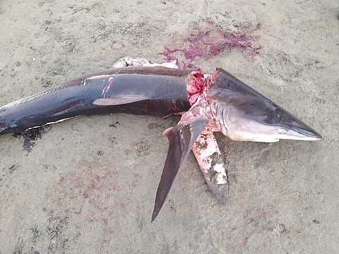 للمرة الثانية.. سمكة قرش تثير الرعب بشواطئ القنفذة.. و"البيئة" تباشر